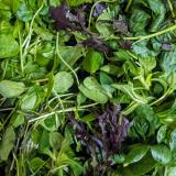 Winterblättlesmix - aus eigenem Anbau