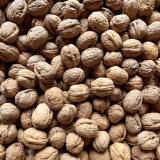 Walnüsse - aus Lauffen am Neckar