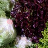 Salat 2. Sorte - aus eigenem Anbau