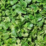 Salat, Acker - aus eigenem Anbau