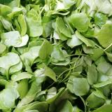 Salat, Postelein - aus eigenem Anbau