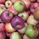 Apfel süßliche Sorte - aus Stuttgart