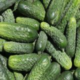 Gurke zum Einlegen/Snacken - aus eigenem Anbau