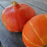 Kürbis, Hokkaido - aus eigenem Anbau