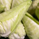 Spitzkraut 1 - 1,5 Kilo - aus eigenem Anbau