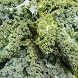 Grünkohl - aus eigenem Anbau