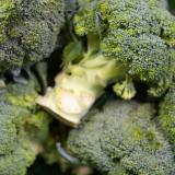 Broccoli - aus eigenem Anbau