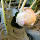 Kohlrabi - aus eigenem Anbau