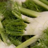 Fenchel - aus eigenem Anbau