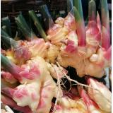 Ingwer frisch - letzte Chance- aus eigenem Anbau