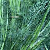 Dill - aus eigenem Anbau