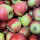 Apfel Jonagold