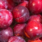 Pflaume rot