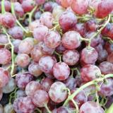 Traube rot kernlos
