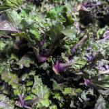 Kohlröschen Flower Sprouts - aus eigenem Anbau