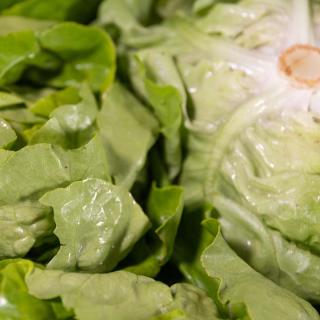 Salat Kopf grün - aus eigenem Anbau