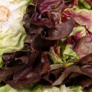 Salat Kopf rot - aus eigenem Anbau