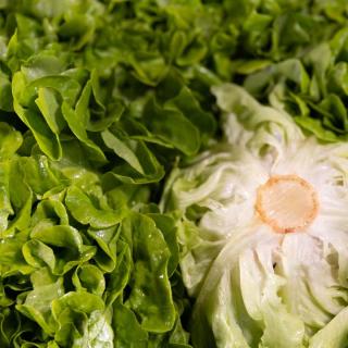 Salat Eichblatt grün - aus eigenem Anbau