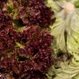 Salat Batavia rot - aus eigenem Anbau