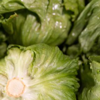 Salat Eisberg - aus eigenem Anbau