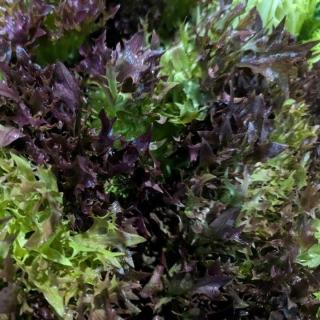 Salat Salanova rot - aus eigenem Anbau