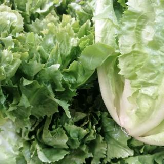 Salat Endivie - aus eigenem Anbau