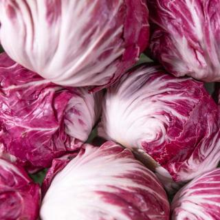 Salat Radicchio - aus eigenem Anbau