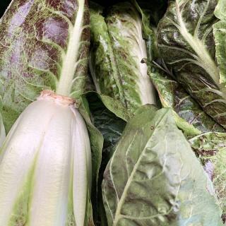 Salat Radicchio Treviso - aus eigenem Anbau