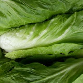 Salat Zuckerhut - aus eigenem Anbau