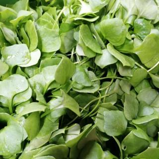 Salat, Postelein - aus eigenem Anbau