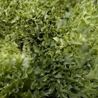 Salat Salanova grün - aus eigenem Anbau