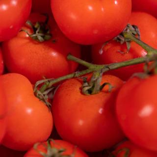 Tomate Strauch - aus eigenem Anbau