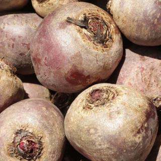 Rote Bete GROß - aus eigenem Anbau