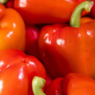 Paprika rot
