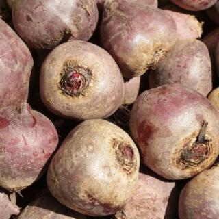 Rote Bete - aus eigenem Anbau