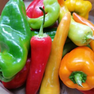 Paprika, Koch - aus eigenem Anbau