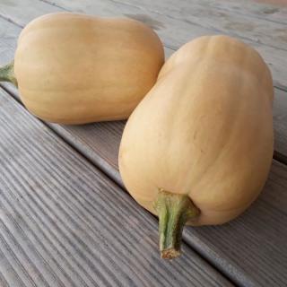 Kürbis, Butternut - aus eigenem Anbau