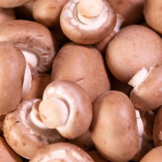 Pilze Steinchampignons