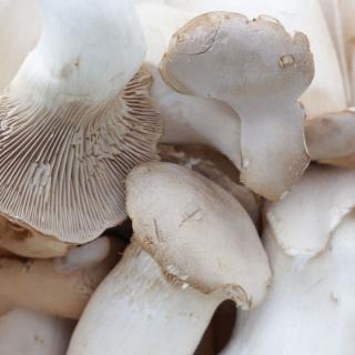 Pilze Kräuterseitlinge