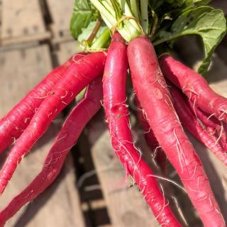 Rettich rot - 2 für 1