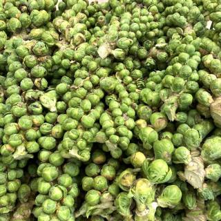 Rosenkohl am Strunk - aus eigenem Anbau