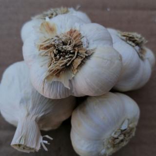 Knoblauch getrocknet