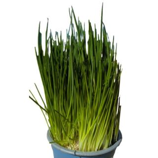 Schnittlauch im Topf