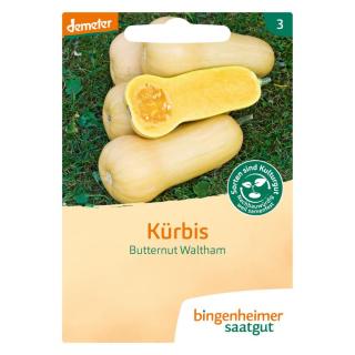 Saatgut Kürbis Butternut Waltham