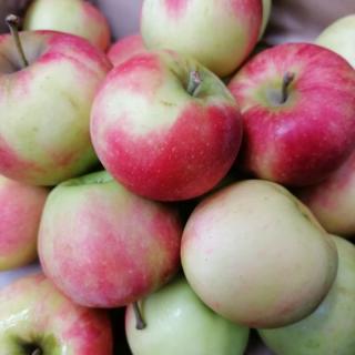 Apfel Elstar - aus Stuttgart