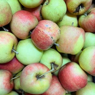 Apfel Barbarossa - aus Stuttgart