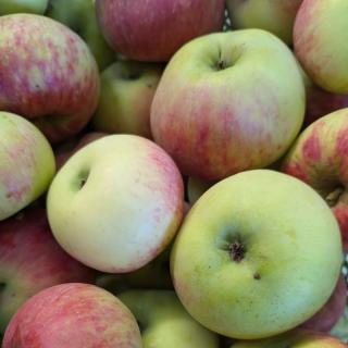 Apfel Jakob Fischer - aus eigenem Anbau