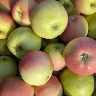 Apfel Sansa - neue Ernte
