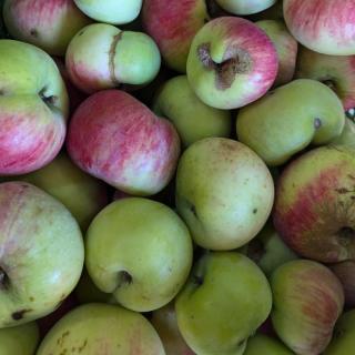 Apfel Müsli - aus eigenem Anbau