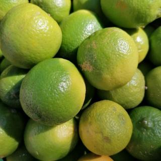 Limette
